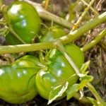 Tomatos ripening on the vine